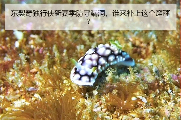 东契奇独行侠新赛季防守漏洞,谁来补上这个窟窿?